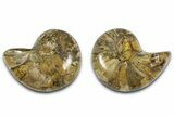 Jurassic Cut & Polished Nautilus (Cymatoceras) Fossil -Madagascar #365505-1